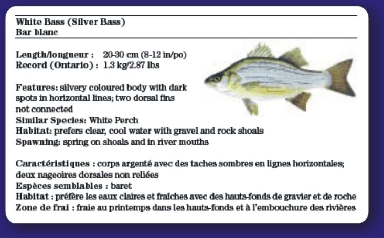 White Perch vs. White Bass: A Simple Guide